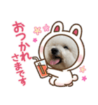 ビションとマルプーです（個別スタンプ：22）