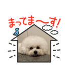 ビションとマルプーです（個別スタンプ：23）