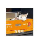 猫トーファ・ファミリー（個別スタンプ：1）