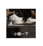 猫トーファ・ファミリー（個別スタンプ：11）