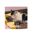 猫トーファ・ファミリー（個別スタンプ：14）