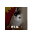 猫トーファ・ファミリー（個別スタンプ：19）