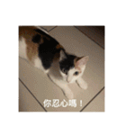 猫トーファ・ファミリー（個別スタンプ：20）