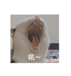 猫トーファ・ファミリー（個別スタンプ：21）