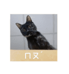 猫トーファ・ファミリー（個別スタンプ：23）