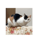 猫トーファ・ファミリー（個別スタンプ：39）