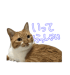 ちゃんましはうす ぱおももにか登場編（個別スタンプ：1）