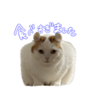 ちゃんましはうす ぱおももにか登場編（個別スタンプ：2）