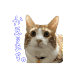 ちゃんましはうす ぱおももにか登場編（個別スタンプ：6）