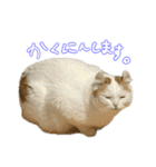 ちゃんましはうす ぱおももにか登場編（個別スタンプ：8）