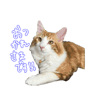 ちゃんましはうす ぱおももにか登場編（個別スタンプ：10）
