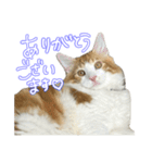 ちゃんましはうす ぱおももにか登場編（個別スタンプ：12）