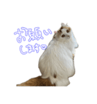 ちゃんましはうす ぱおももにか登場編（個別スタンプ：16）