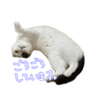 ちゃんましはうす ぱおももにか登場編（個別スタンプ：17）