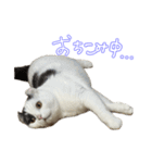 ちゃんましはうす ぱおももにか登場編（個別スタンプ：19）