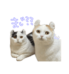 ちゃんましはうす ぱおももにか登場編（個別スタンプ：21）