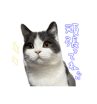 ちゃんましはうす ぱおももにか登場編（個別スタンプ：22）