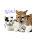 ちゃんましはうす ぱおももにか登場編（個別スタンプ：28）