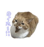 ちゃんましはうす ぱおももにか登場編（個別スタンプ：29）