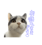 ちゃんましはうす ぱおももにか登場編（個別スタンプ：36）