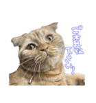 ちゃんましはうす ぱおももにか登場編（個別スタンプ：38）