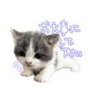 ちゃんましはうす ぱおももにか登場編（個別スタンプ：39）