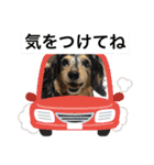 ミニチュアダックスの毎日使えるスタンプ（個別スタンプ：11）