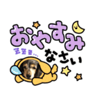 ミニチュアダックスの毎日使えるスタンプ（個別スタンプ：12）