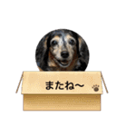 ミニチュアダックスの毎日使えるスタンプ（個別スタンプ：13）