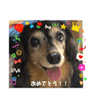 ミニチュアダックスの毎日使えるスタンプ（個別スタンプ：15）