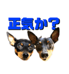 蘭丸先輩6（個別スタンプ：5）