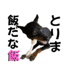 蘭丸先輩6（個別スタンプ：15）
