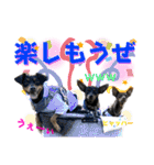 蘭丸先輩6（個別スタンプ：16）