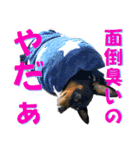 蘭丸先輩6（個別スタンプ：18）