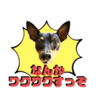 蘭丸先輩6（個別スタンプ：19）