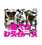 蘭丸先輩6（個別スタンプ：24）