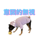 蘭丸先輩6（個別スタンプ：28）