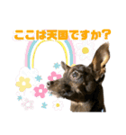 蘭丸先輩6（個別スタンプ：29）