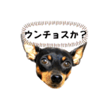 蘭丸先輩6（個別スタンプ：33）