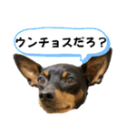 蘭丸先輩6（個別スタンプ：34）