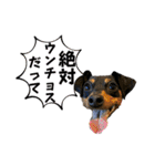 蘭丸先輩6（個別スタンプ：35）