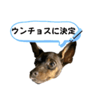 蘭丸先輩6（個別スタンプ：36）