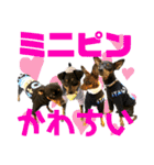 蘭丸先輩6（個別スタンプ：39）