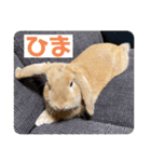yuzustamp#1（個別スタンプ：15）