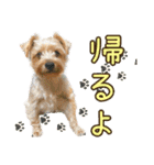 ヨークシャーテリアのガブリエル5（個別スタンプ：1）