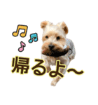 ヨークシャーテリアのガブリエル5（個別スタンプ：3）