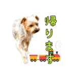ヨークシャーテリアのガブリエル5（個別スタンプ：4）