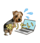 ヨークシャーテリアのガブリエル5（個別スタンプ：5）