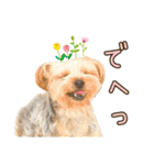 ヨークシャーテリアのガブリエル5（個別スタンプ：12）