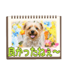 ヨークシャーテリアのガブリエル5（個別スタンプ：16）